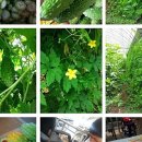 여주-0026 이미지