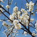 아이엔지메드 이미지