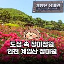 도심 속 장미정원 | 인천 계양산 장미원 산책 후기