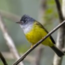 회색머리노랑딱새 Grey-headed Canary-flycatcher 이미지