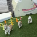 도기야드 이미지