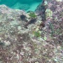 삼강약국 이미지