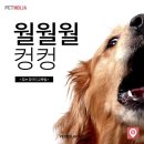 방가방가PC방 | 비둘기 울음소리 개 짖는 소리