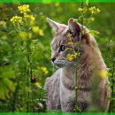 안심동물의료센터 이미지