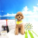 라떼펫살롱 이미지