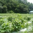 용촌보건진료소 이미지