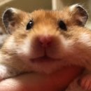 깽이마트