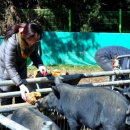 장훈목장 이미지