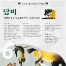 담비