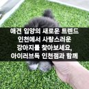 강아지분양 애견입양 아이러브독 인천점 | 애견 입양의 새로운 트렌드 인천에서 사랑스러운 강아지를 찾아보세요, 아이러브독 인천점과 함께