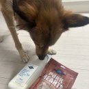 밀트 | 입 짧은 강아지도 잘 먹는 동결건조 강아지 간식, 산양유 물간식 고트밀트 추천 후기