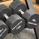 피트니아 이미지