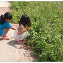 대치초등학교 이미지