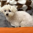 도그살롱바른핏 이미지