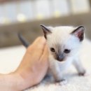 전주강아지분양 고양이분양 24시 데려가개 전주점 네이버블로그