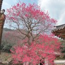 백년벚꽃협동조합 | 봄나들이 추천! 구례 화엄사 홍매화 &amp; 하동 벚꽃 실시간 cctv (+극락버거)