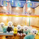 몽이네 맡겨보시개 이미지