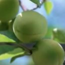 낙안축산 이미지