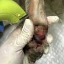 의성 산불에서 새끼 지켜낸 엄마 진돗개 (사진주의) 이미지