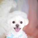 알로하펫 이미지