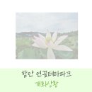 테마파크장 | 함안 연꽃테마파크 실시간 개화 후기