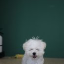 블레스펫 살롱 이미지