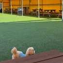 아이러브마이독 이미지