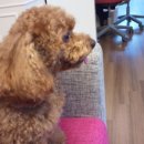 복자샵