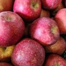 달콤한 사과이야기 이미지