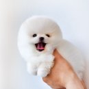 강아지분양 멍블랑 인천청라본점 네이버블로그