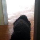 우리집 멍뭉 이미지