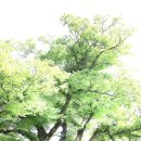 무궁화세탁소 | 강원도 홍천 걷기
