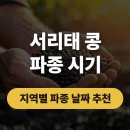 서울남부주간보호센터 | 서리태 콩 파종시기 중부 남부지방 기준과 재배방법