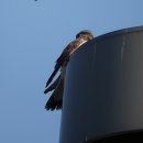 한강 서래섬 황조롱이(Common Kestrel) 이미지