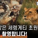 [FULL VERSION] '영화보다 더 영화 같다!' 초고속카메라로 포착한 세렝게티 이미지