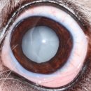 박순석동물메디컬센터 이미지