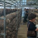 영동1번지 이미지