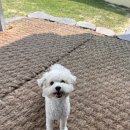 호야별 애견유치원 이미지