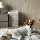 트루디독 이미지