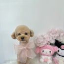 트리몽 이미지