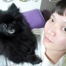 까비애견 이미지