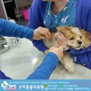 수지동물의료원 네이버블로그
