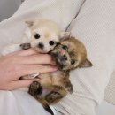 강아지분양 애견분양 꽃강아지 광진점 이미지