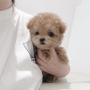 토이주니