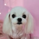 개꿀이발소 이미지