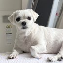 지지독 | 11살 말티즈 별이가 직접 먹어본 강아지 피부모질 사료 닥터독 프레시샐몬 솔직 후기 🐾