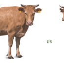 자원한우 이미지