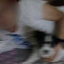 보미 펫 살롱 이미지