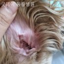 굿데이 동물병원 이미지