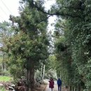 기정 | [반려견과 제주 여행] 박수기정 트래킹 후기｜강아지와 함께 걷는 절경 코스